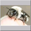 Andrena vaga - Weiden-Sandbiene -01- w04b 13mm.jpg